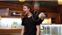 Habu Snake
